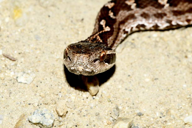 istock viper head close-up on the sand 1154953102