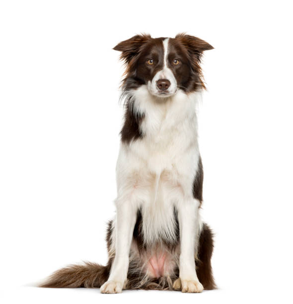 istock Border Collie sitting against white background 1154953111