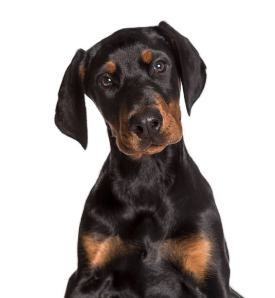 istock Doberman, 2 1/2 months, looking at camera against white background 1154953120