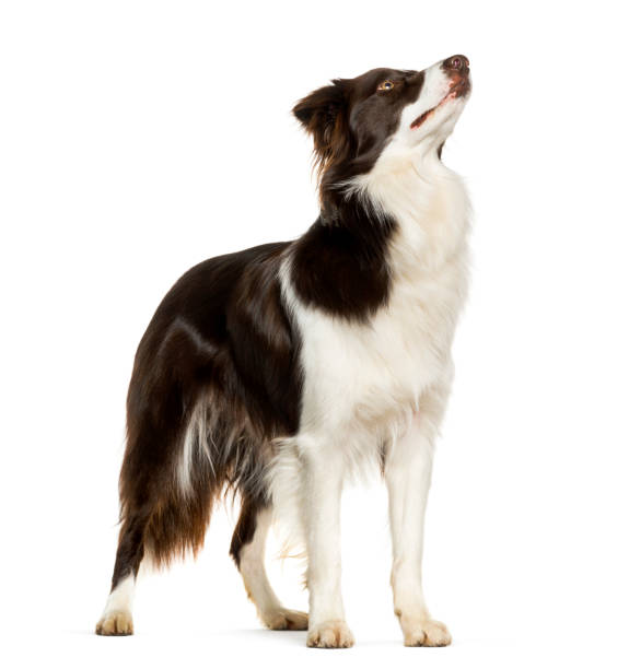istock Looking up Border Collie standing against white background 1154953145