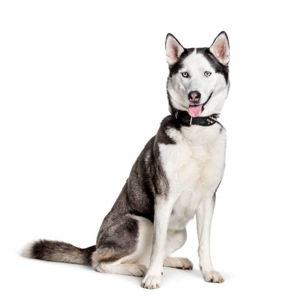 istock Siberian Husky sitting against white background 1154953164
