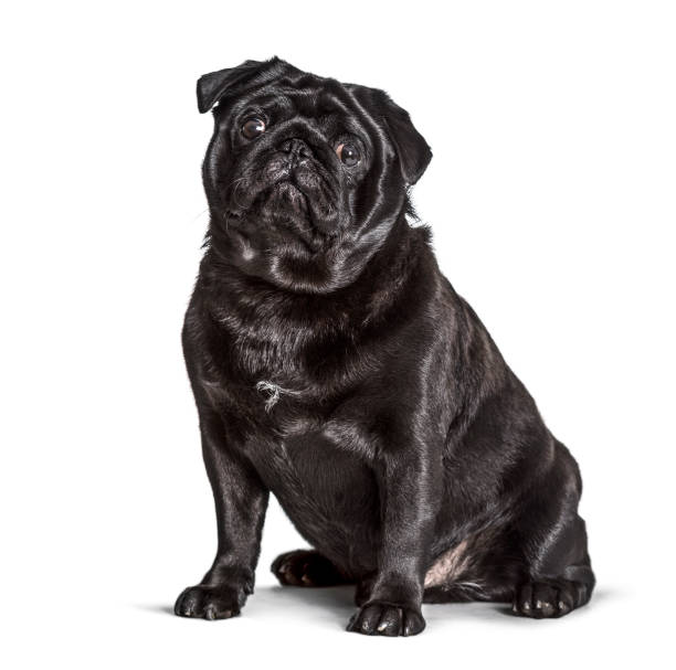 Carlin sitting against white background, pug