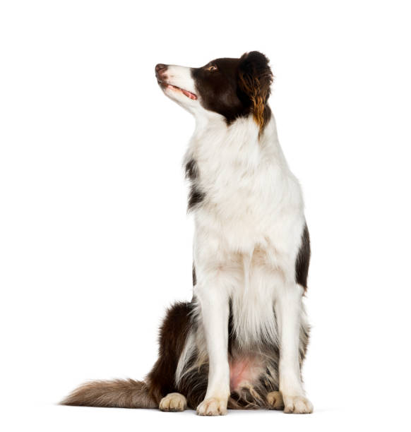istock Looking up Border Collie sitting against white background 1154953206