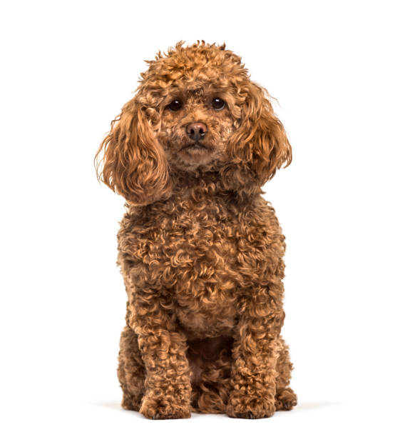 istock Poodle sitting against white background 1154953234