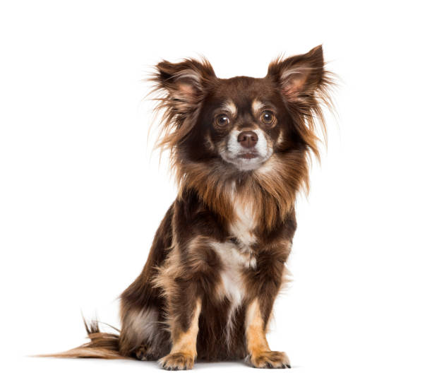 istock Chihuahua sitting against white background 1154953248