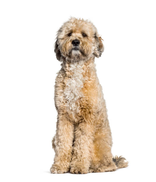 istock Tibedoodle sitting against white background 1154953293