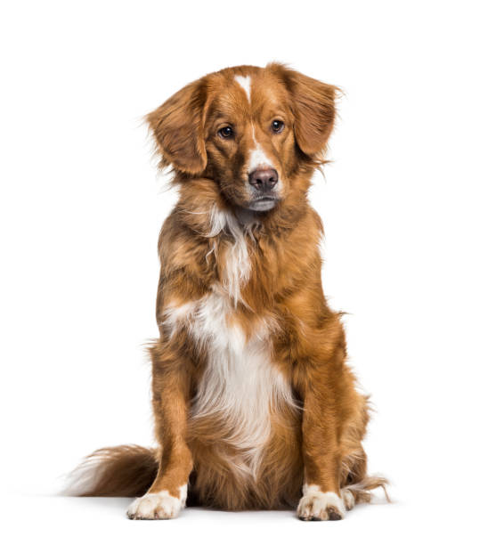 istock Toller, 2 months, sitting against white background 1154953320