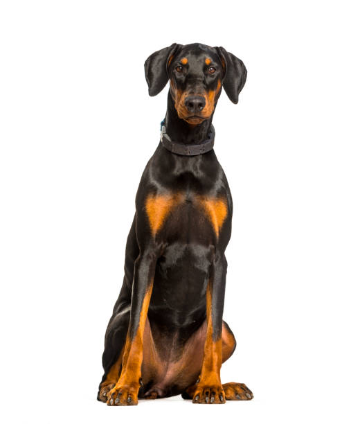 Doberman dog sitting against white background Doberman dog sitting against white background doberman pinscher stock pictures, royalty-free photos & images