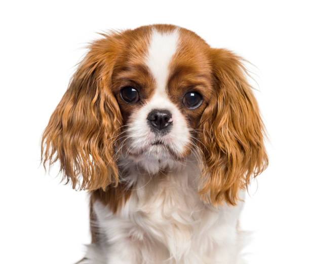 istock Puppy Cavalier King Charles Spaniel, dog 1154953352