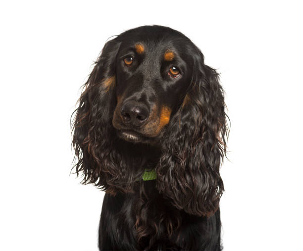 istock English Cocker Spaniel dog looking at camera against white background 1154953414