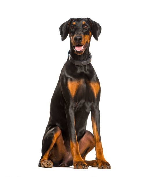istock Panting Doberman dog sitting against white background 1154953476