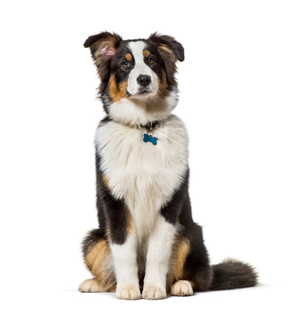 Australian Shepherd sitting against white background Australian Shepherd sitting against white background animal care equipment photos stock pictures, royalty-free photos & images