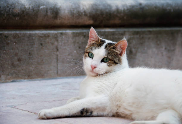istock Cat with green eyes looks at the camera 1154953810