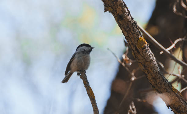 istock Grey bird sitting on a twig in the afternoon 1154953896
