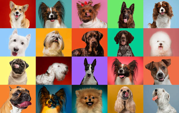 Creative collage of different breeds of dogs on colorful background Young dogs are posing. Cute doggies or pets are looking happy isolated on colorful or gradient background. Studio photoshots. Creative collage of different breeds of dogs. Flyer for your ad. carnivorous photos stock pictures, royalty-free photos & images