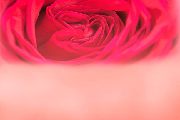 red rose  for background and greeting cards or presentation and book cover