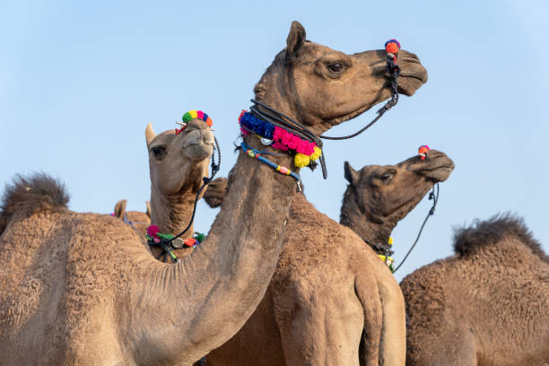 istock Camels in desert Thar during Pushkar Camel Fair, Rajasthan, India 1154955119