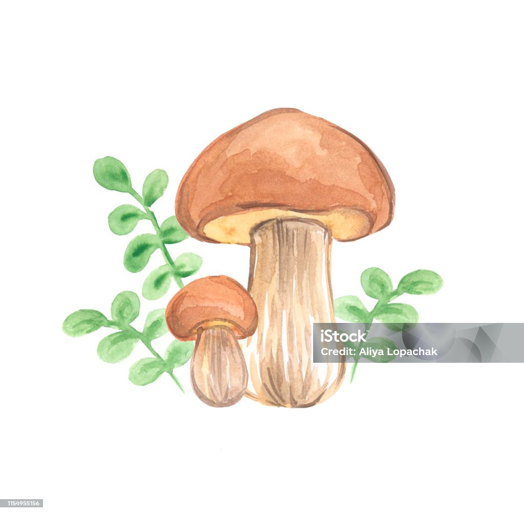 edible forest mushroom watercolor illustration Agaricus stock illustration