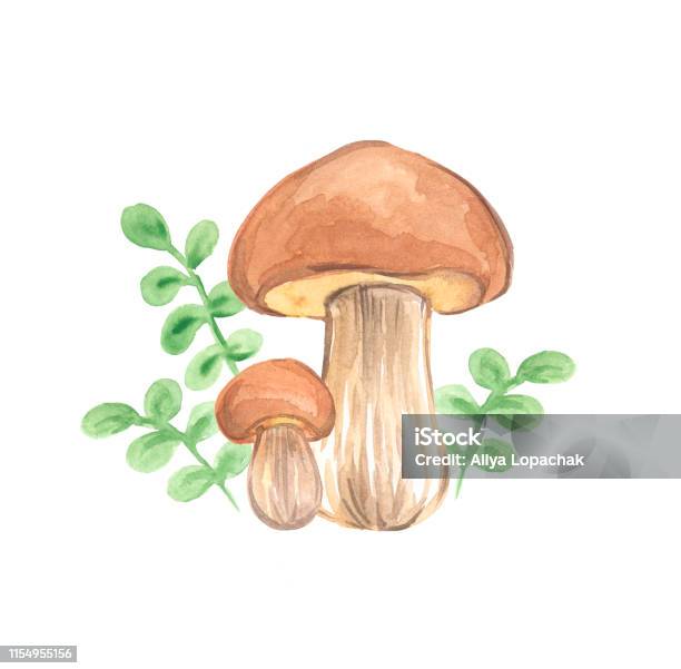 Edible Forest Mushroom Watercolor Illustration Stock Illustration - Download Image Now - Agaricus, Autumn, Beauty In Nature