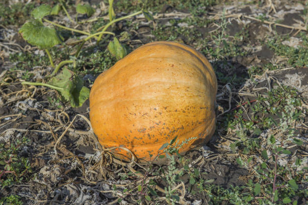 istock Orange pumpkins at outdoor farm. Pumpkin patch. 1154956642