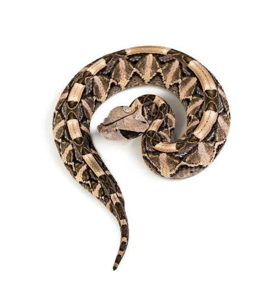 istock Bitis gabonica, Gaboon viper , Bitis gabonica, is a viper species, venomous against white background 1154956904