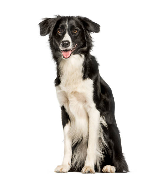 istock Border collie sitting against white background 1154956911
