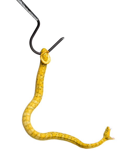 istock Bothriechis schlegelii, Bothriechis schlegelii, the eyelash viper, is a venomous pit viper against white background 1154956933