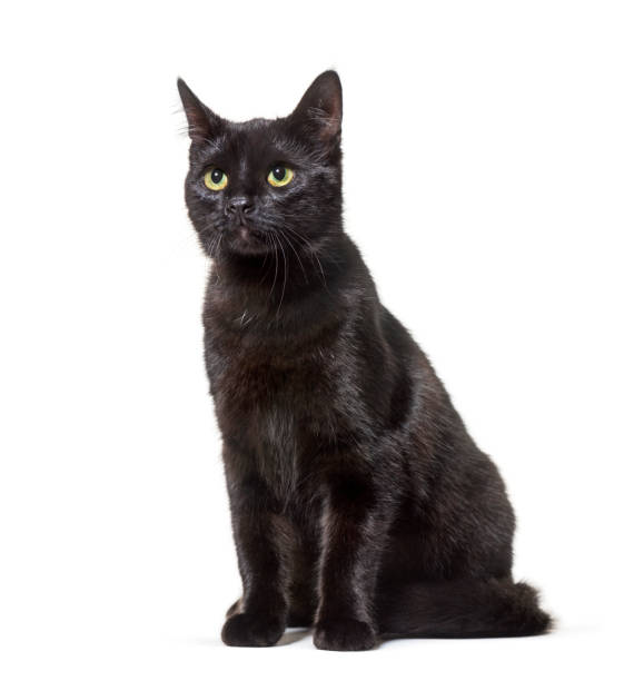 istock Black Mixed-breed cat sitting against white background 1154957475
