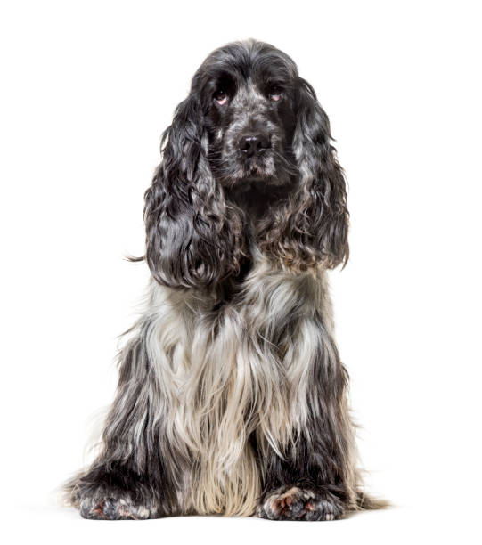 istock English Cocker Spaniel , 4, 5 years old, sitting against white background 1154957559