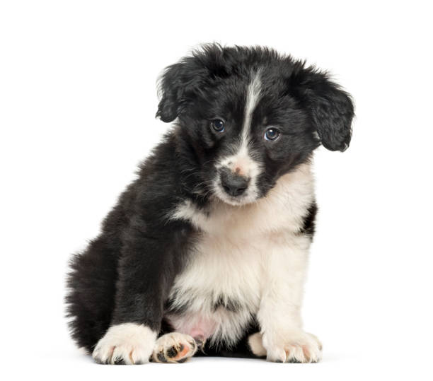 istock Border Collie , 2 months, sitting against white background 1154957577