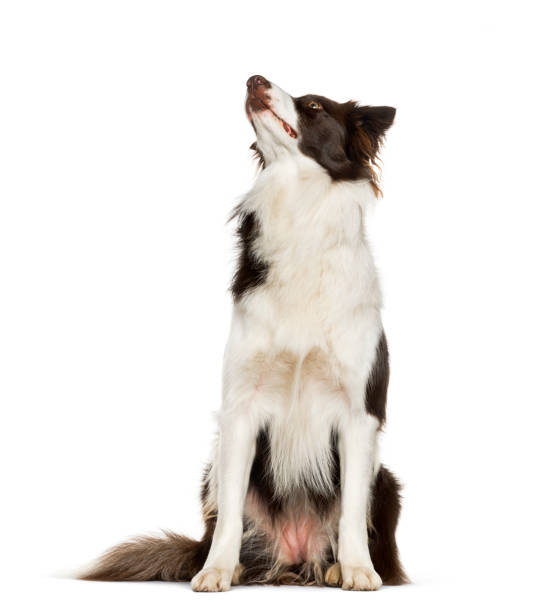 istock Looking up Border Collie sitting against white background 1154957612
