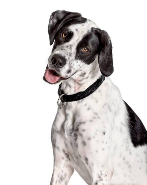 istock Dogo Argentino looking at camera against white background 1154957629