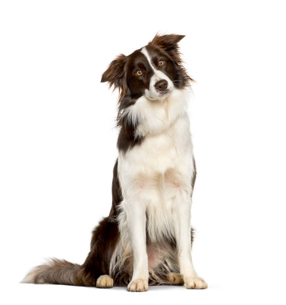 istock Border Collie sitting against white background 1154957634