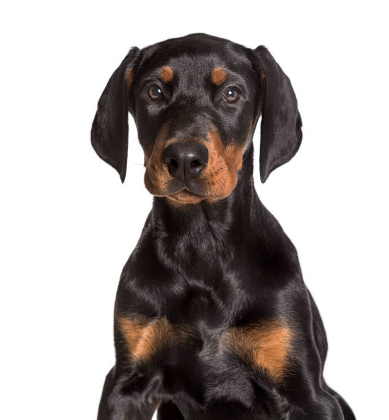 istock Doberman, 2 1/2 months, looking at camera against white background 1154957636