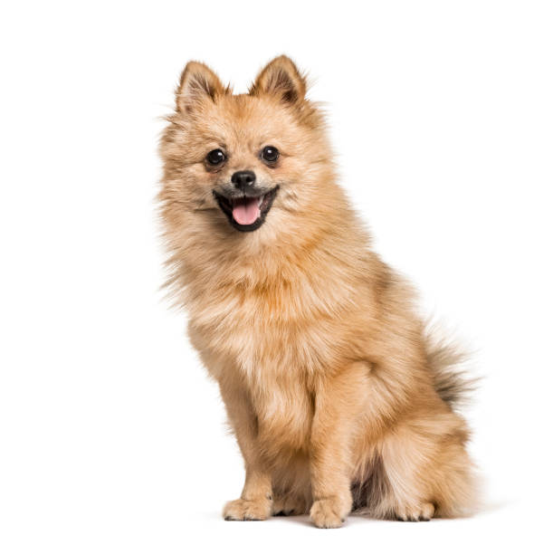 istock Pomeranian , 7months, sitting against white background 1154957646