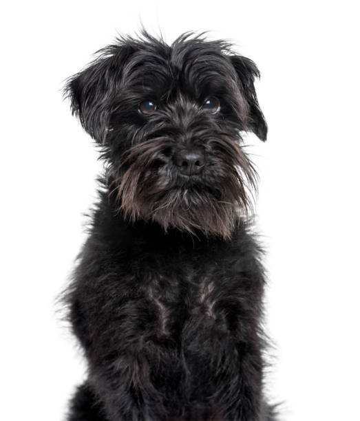 istock Schnauzer looking at camera against white background 1154957652