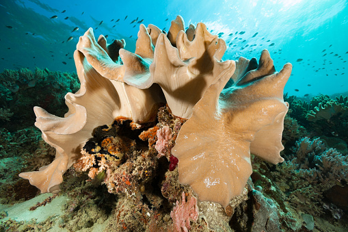 Leather corals are a photosynthetic coral and will get most of their energy requirements from photosynthesis. All leather corals are poor at feeding directly but leather corals instead prefer to extract nutrients from the water column. One thing to note with leather corals is they may appear to develop a waxy coating on the top of the coral, where the polyps remain retracted and the surface appears shiny. Due to waxy coating this coral specimen looks wet, that is quite bizarre for an underwater animal! Raja Ampat, Indonesia, 0°33'44 