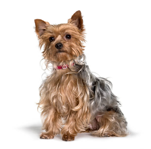 istock Yorkshire terrier dog sitting against white background 1154957685