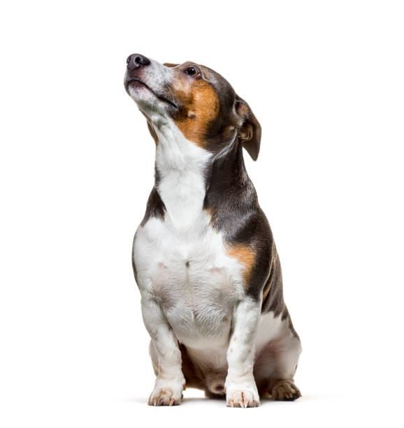 istock Jack Russell , 4 years old, sitting against white background 1154957733