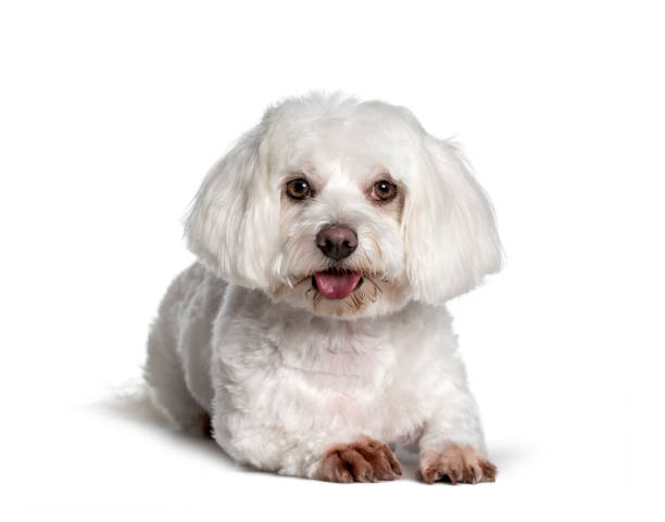 istock Maltese , 2 years, looking at camera against white background 1154957770