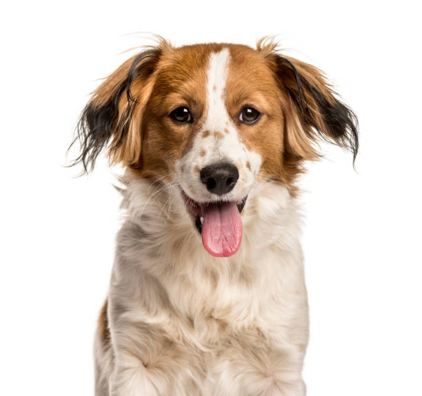 istock Mixed-breed dog looking at camera against white background 1154957794