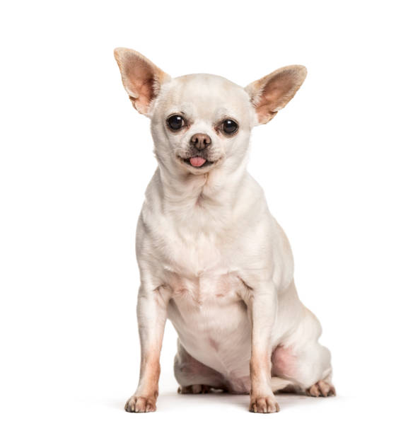 istock Chihuahua sitting against white background 1154957815