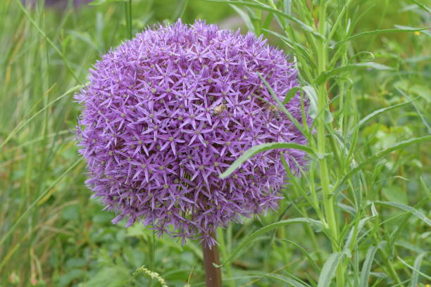 istock Purple Allium - Leek Flower 1154957917