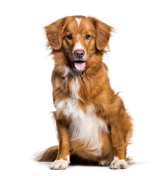 istock Panting Toller, 2 months, sitting against white background 1154957929