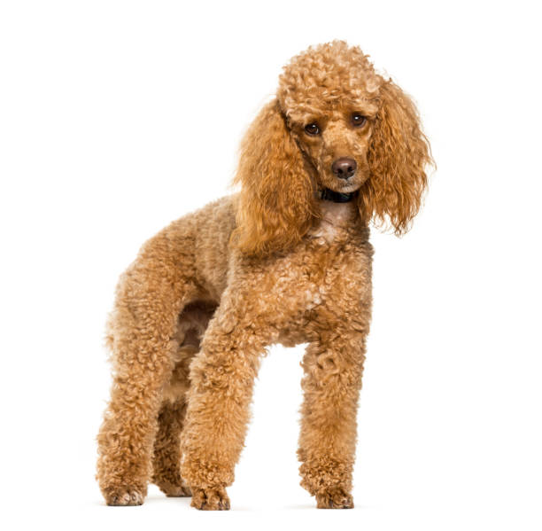istock Poodle dog standing against white background 1154957944