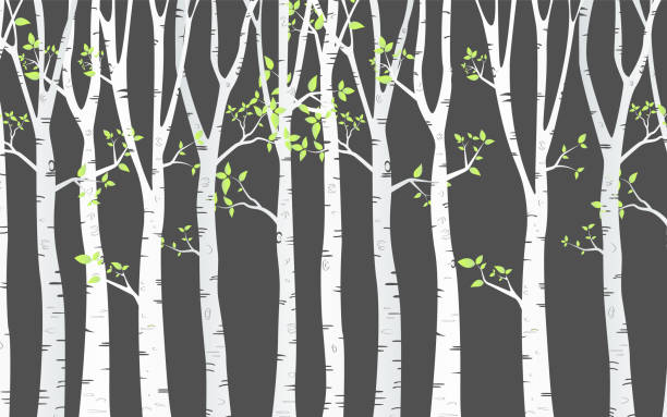 illustrations, cliparts, dessins animés et icônes de arbre bouleau design fond avec vecteur de forêt de bouleau - birch bark birch tree wood