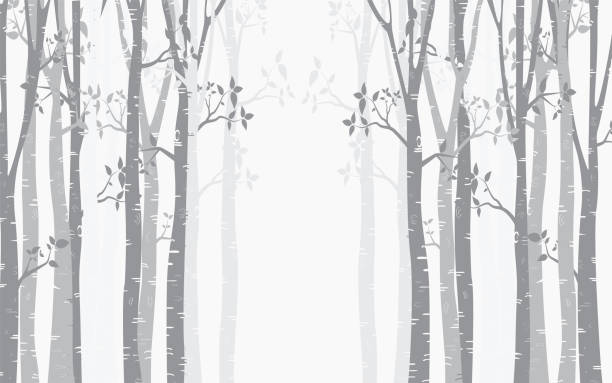 나무 자작나무 디자인 배경, 자작나무 숲 벡터 - birch tree birch forest tree stock illustrations