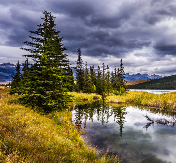 istock The shallow lake 1154958291