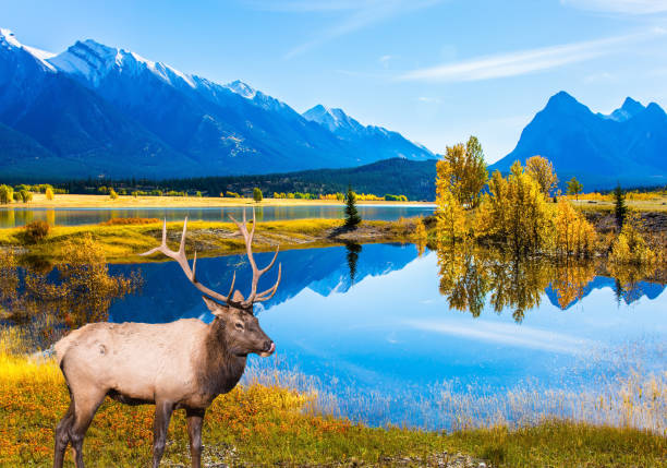 Concept of ecological and active tourism. Canadian deer with horns resting on the shore of the lake. Lake Abraham is the colossal pond in the Rockies of Canada