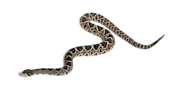 istock Crotalus atrox, western diamondback rattlesnake or Texas diamond-back, venomous snake against white background 1154959562